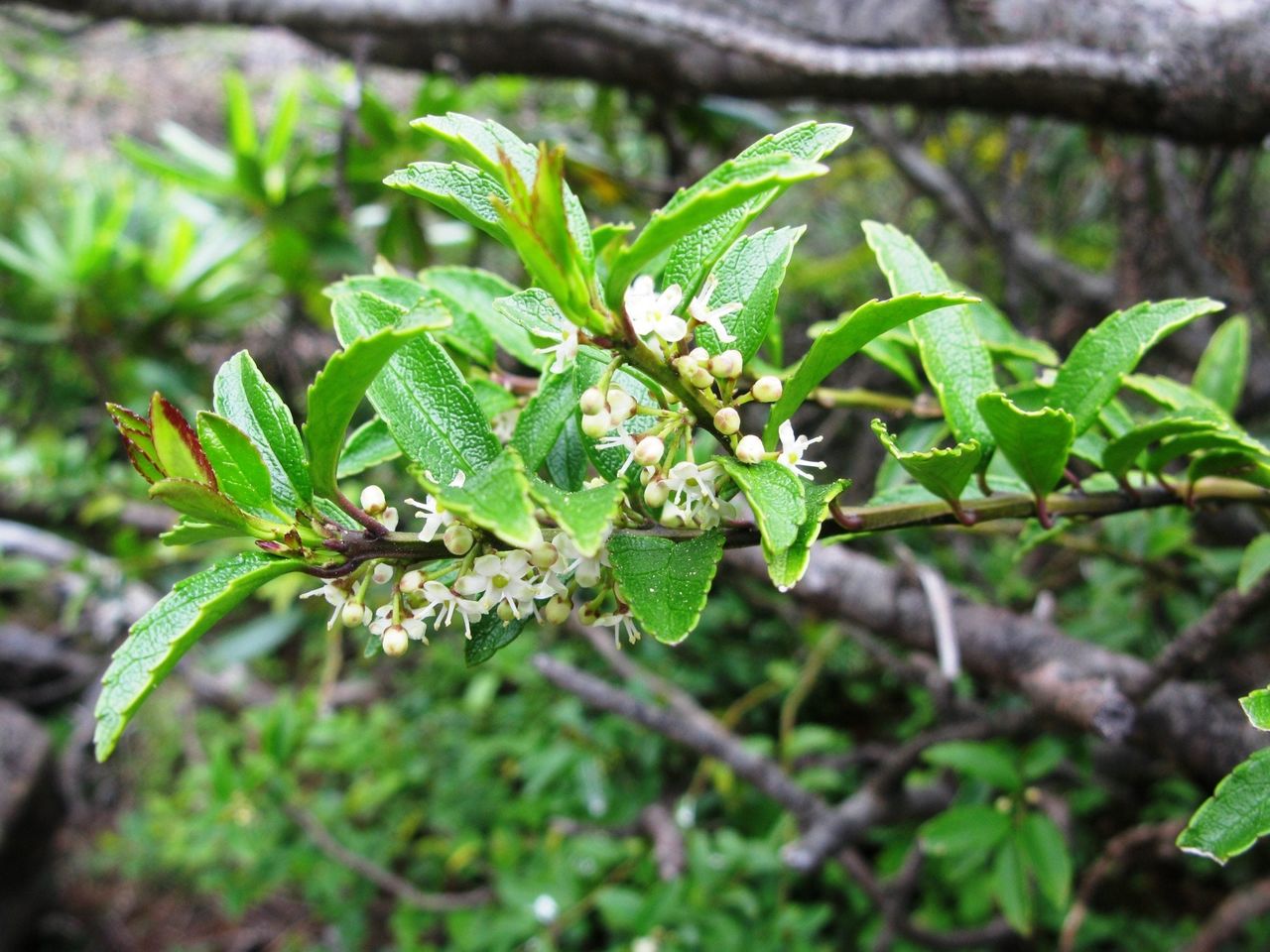 Prostrate Holly Plants