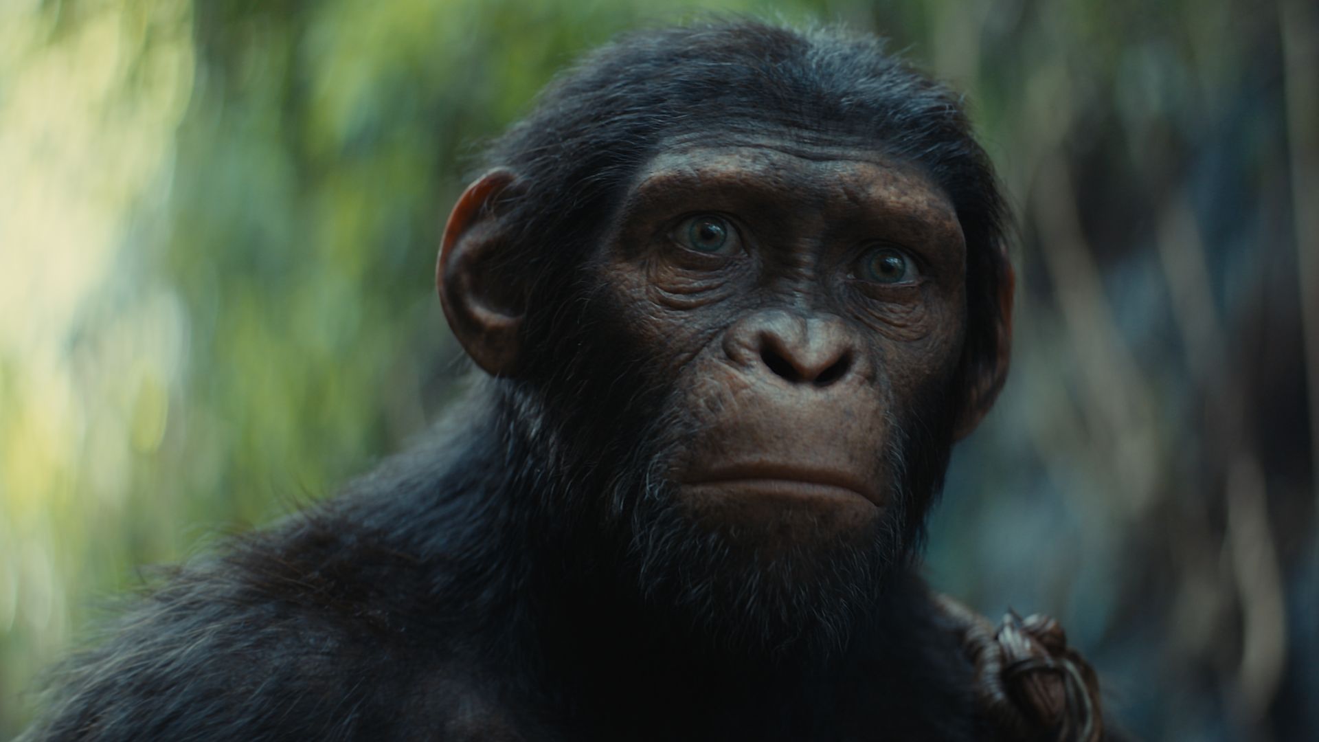 Kingdom of the Planet of the Apes director says he can see a movie about Caesar's son happening one day, but it's just not this film