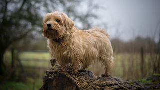 Norfolk Terrier stood on log in bleak countryside