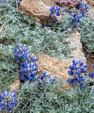 Blue bush lupins growing in a rock garden