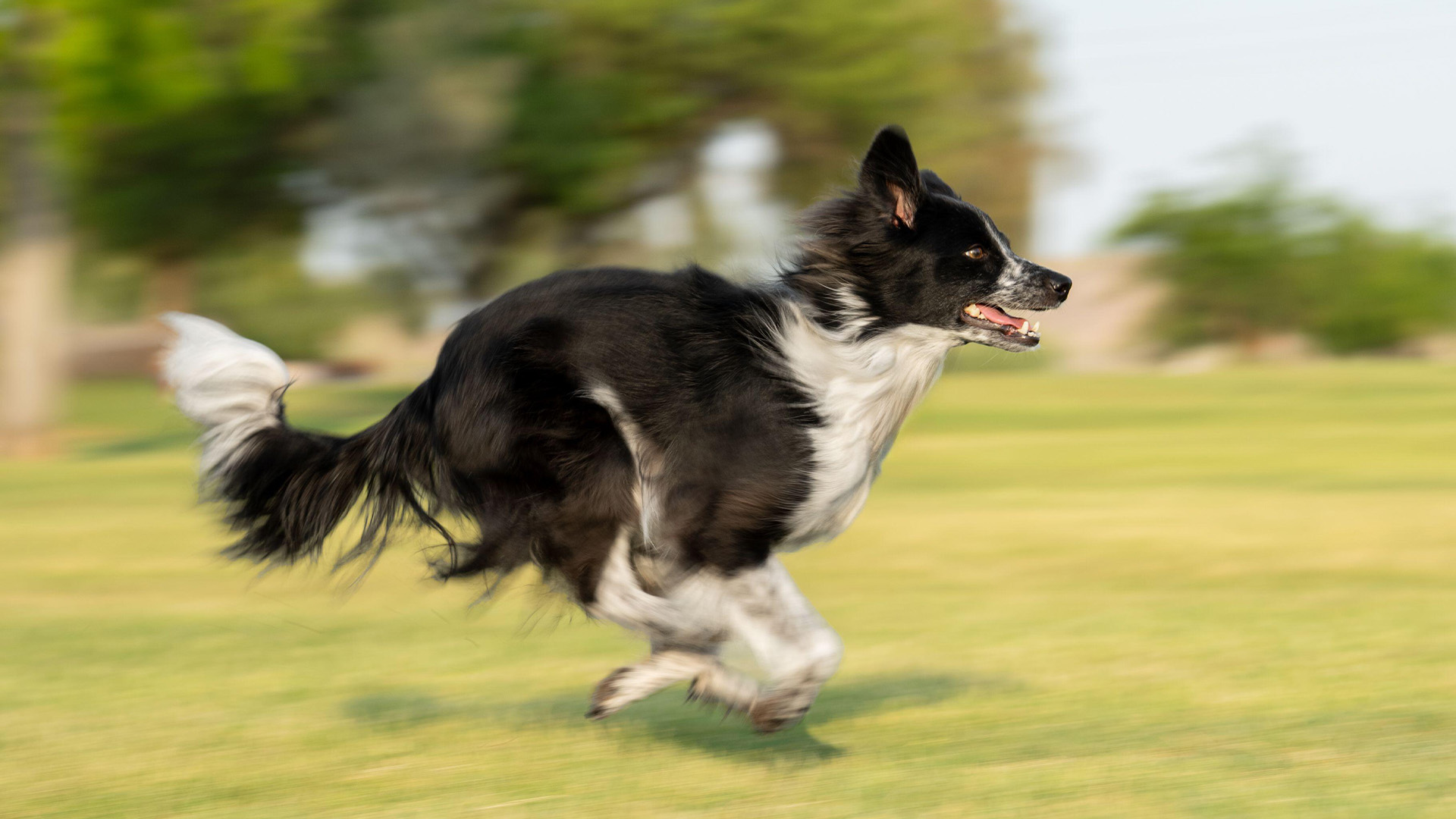 Miniature American Shepher running fast