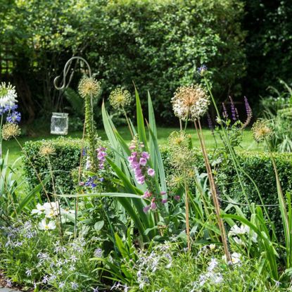 Flowerbed with Agapanthus, Foxgloves, Salvia and Cosmos with a lawn in the background. The garden of a semi detached period house in Islington, North London, home of Adam and Irenie Cossey and three children.