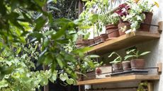 Chelsea Flower Show 2026 plant shelf