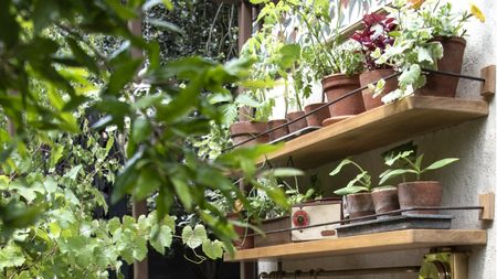 Chelsea Flower Show 2026 plant shelf