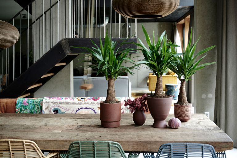 houseplants on a kitchen table