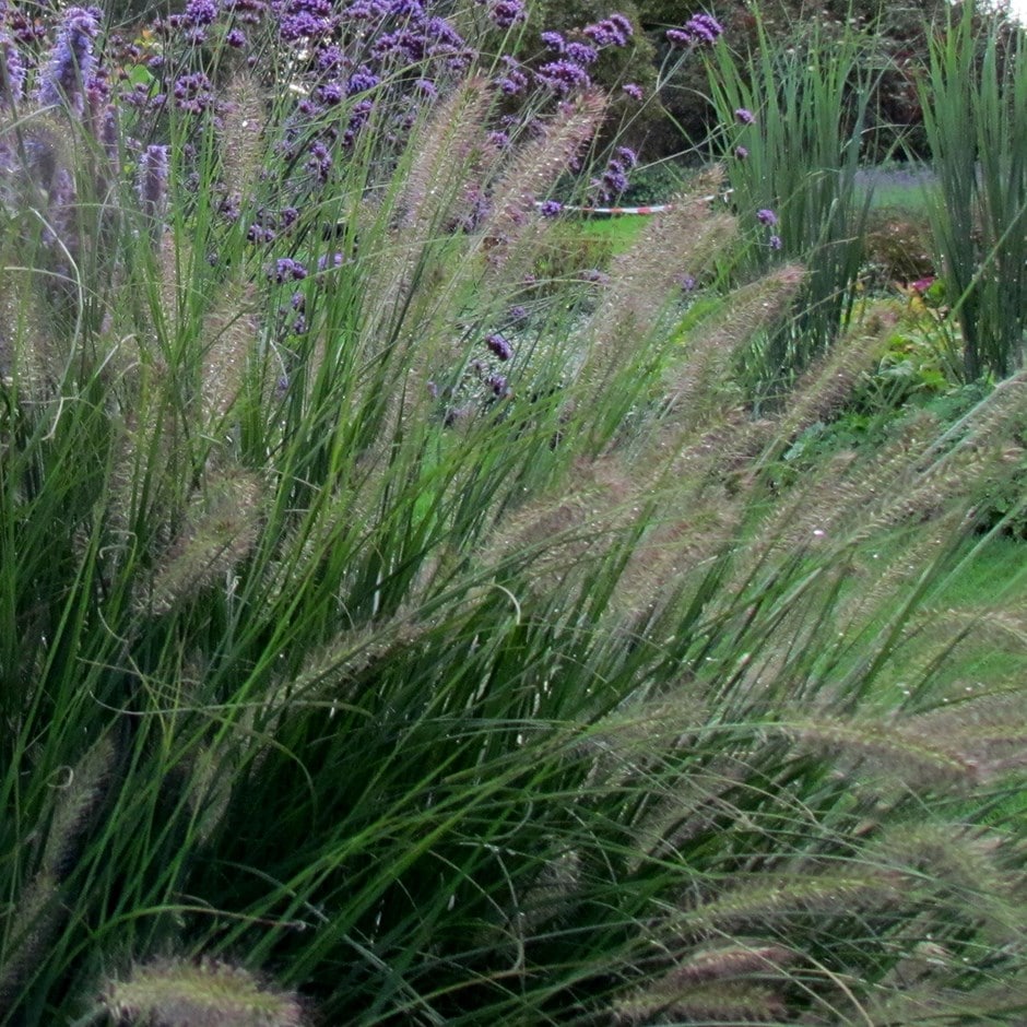 Pennisetum Alopecuroides 'hameln'