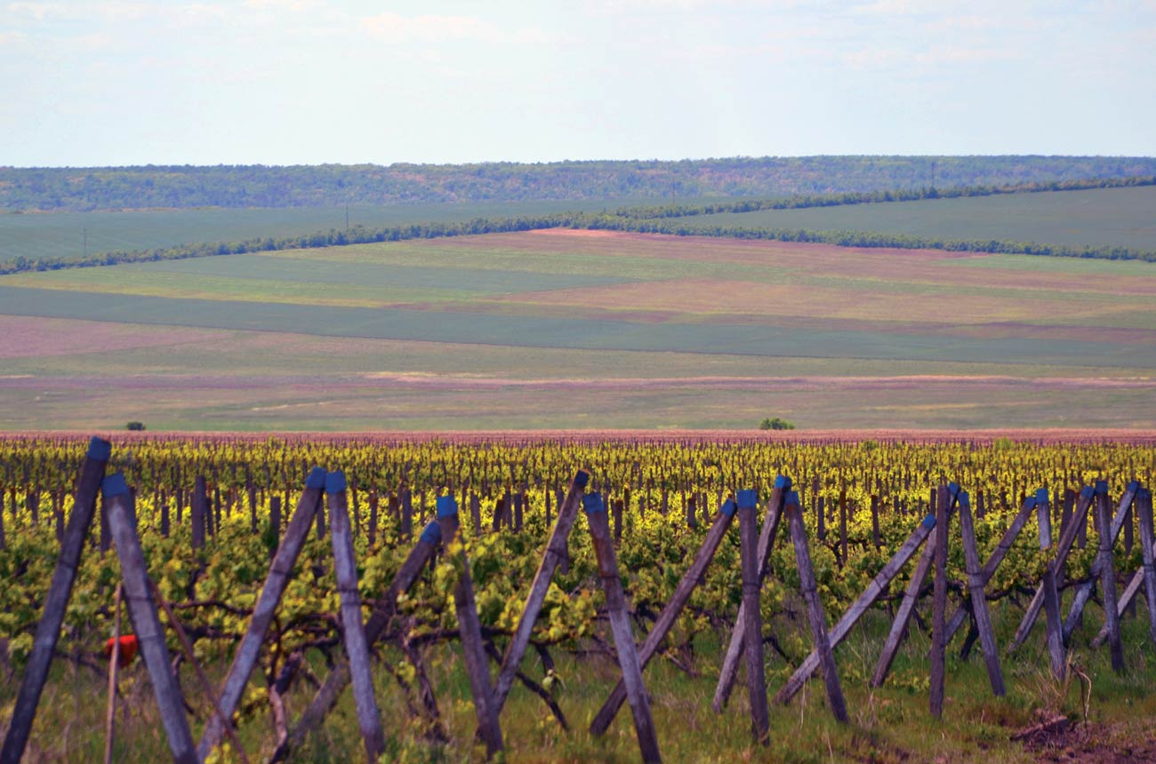 A large expanse of vineyards on a flat plain