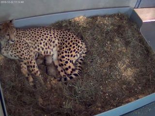 The cheetah cubs nursing.