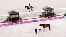 friendly horses paralympics