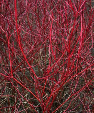 Common Dogwood Cornus sanguinea stems in Winter
