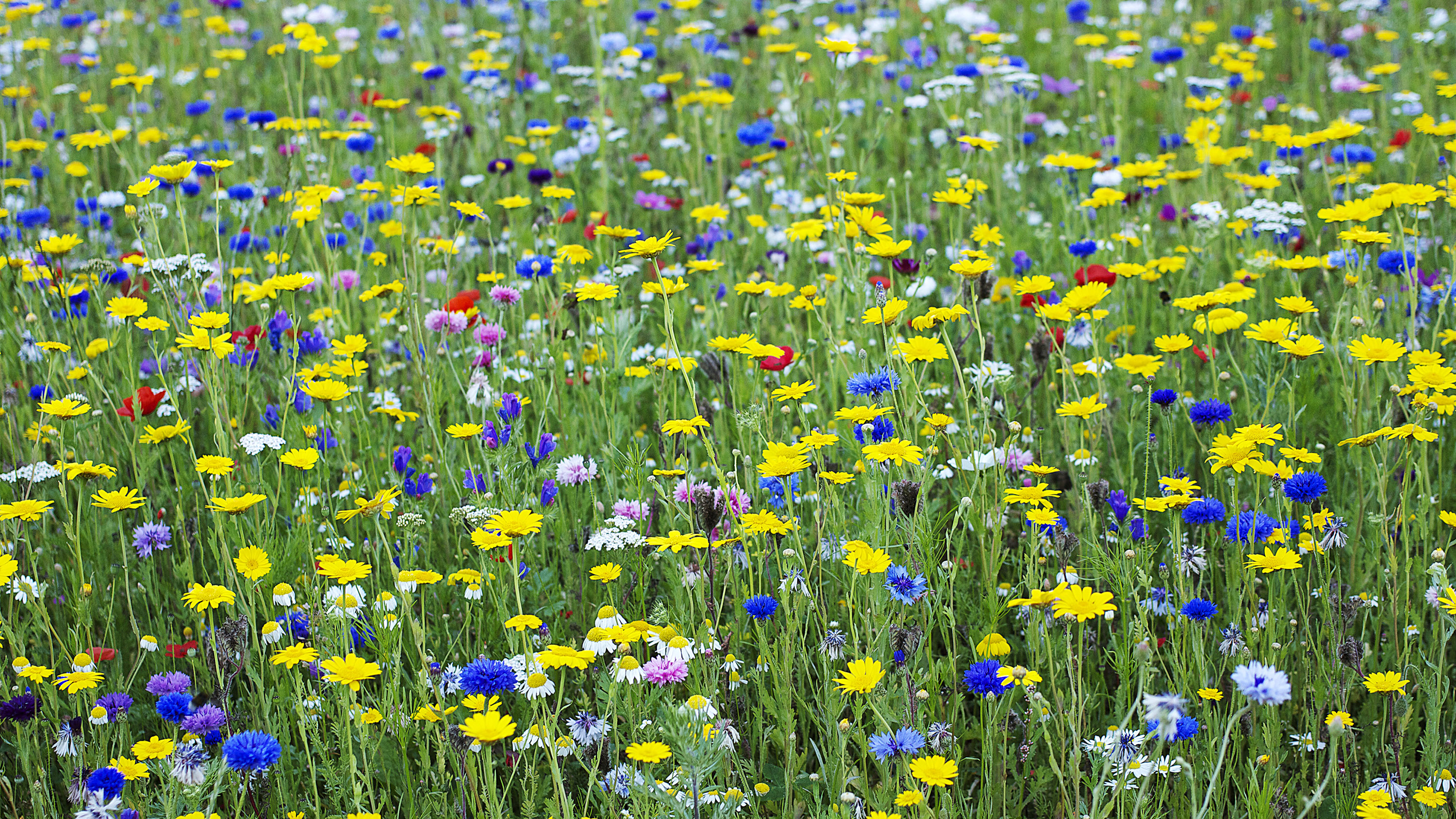 How To Plant A Wildflower Meadow In Your Garden Try This Alternative To Lawns And Borders Gardeningetc