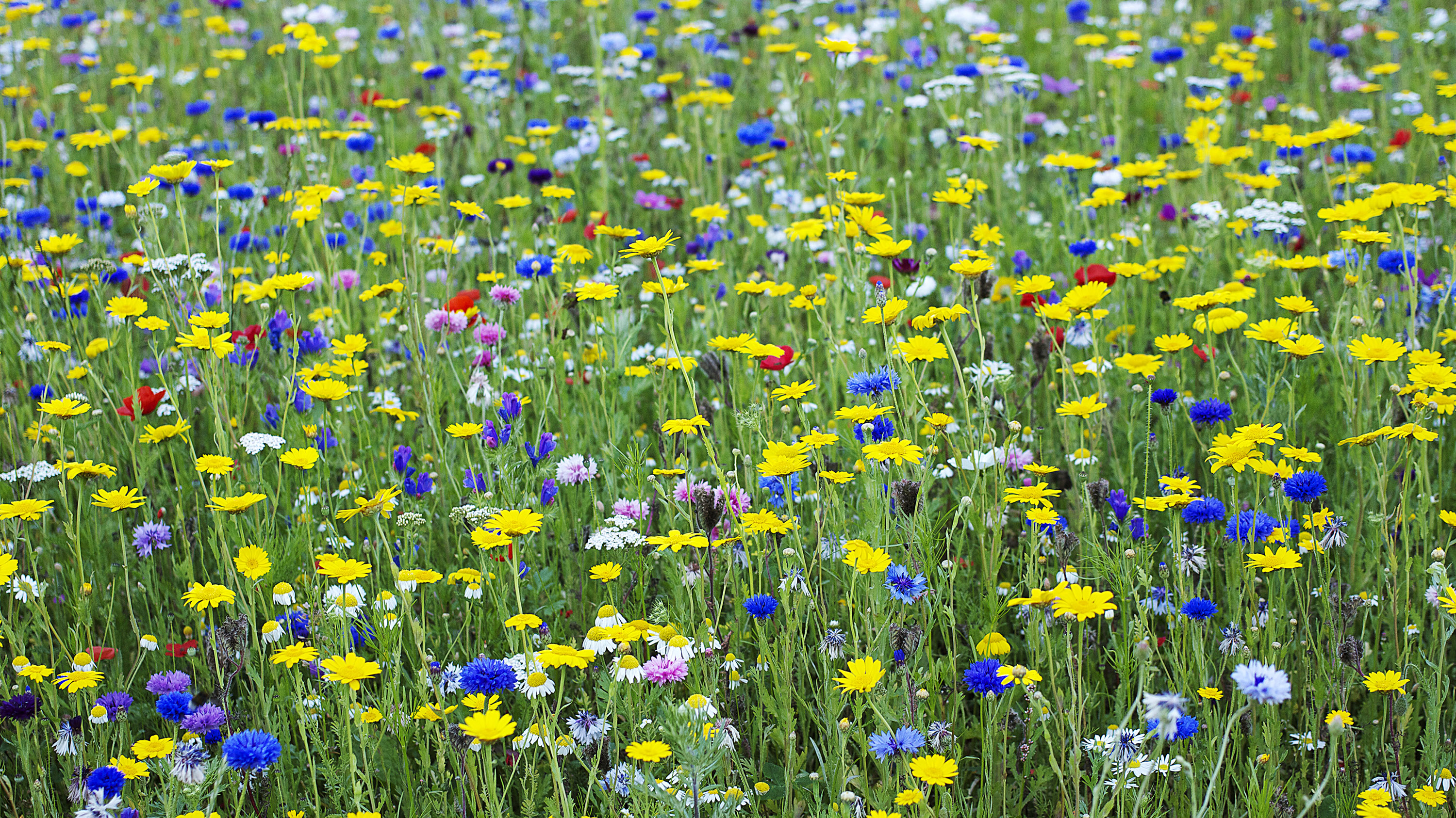 How to plant a wildflower meadow in your garden: try this alternative to  lawns and borders