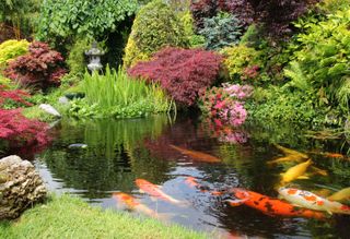 small Japanese garden ideas: koi carp pond