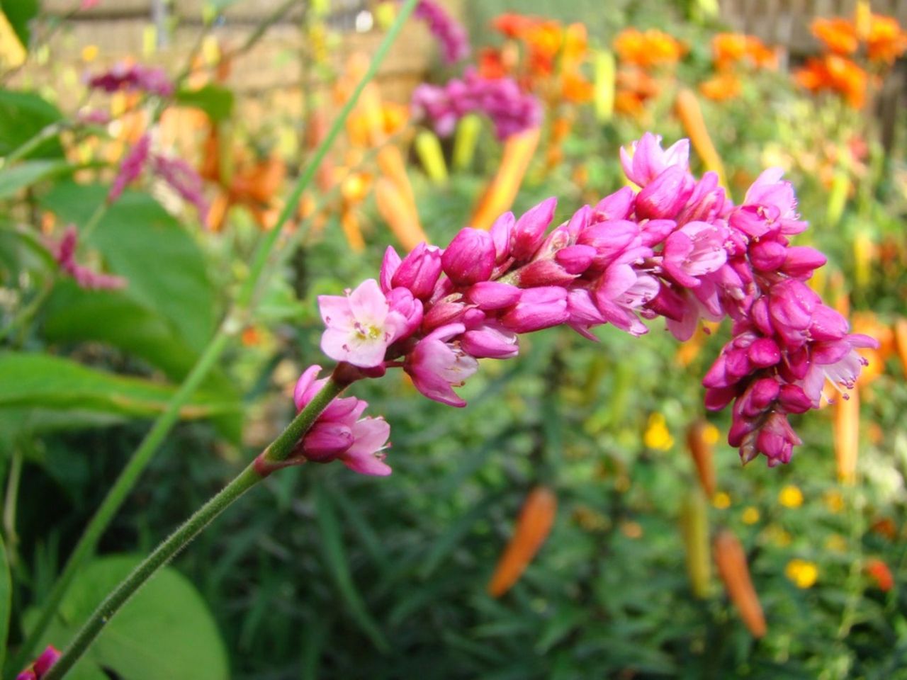 Pink Kiss-Me-Over-The-Garden-Gate Flowers