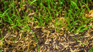 grass and grass seeds