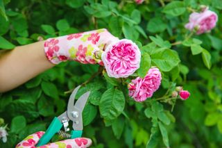 pruning floribunda roses