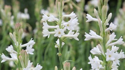 white tuberose flowers growing in garden