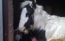 Gizmo-the-foal-1.jpg
