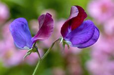 How to grow sweet peas