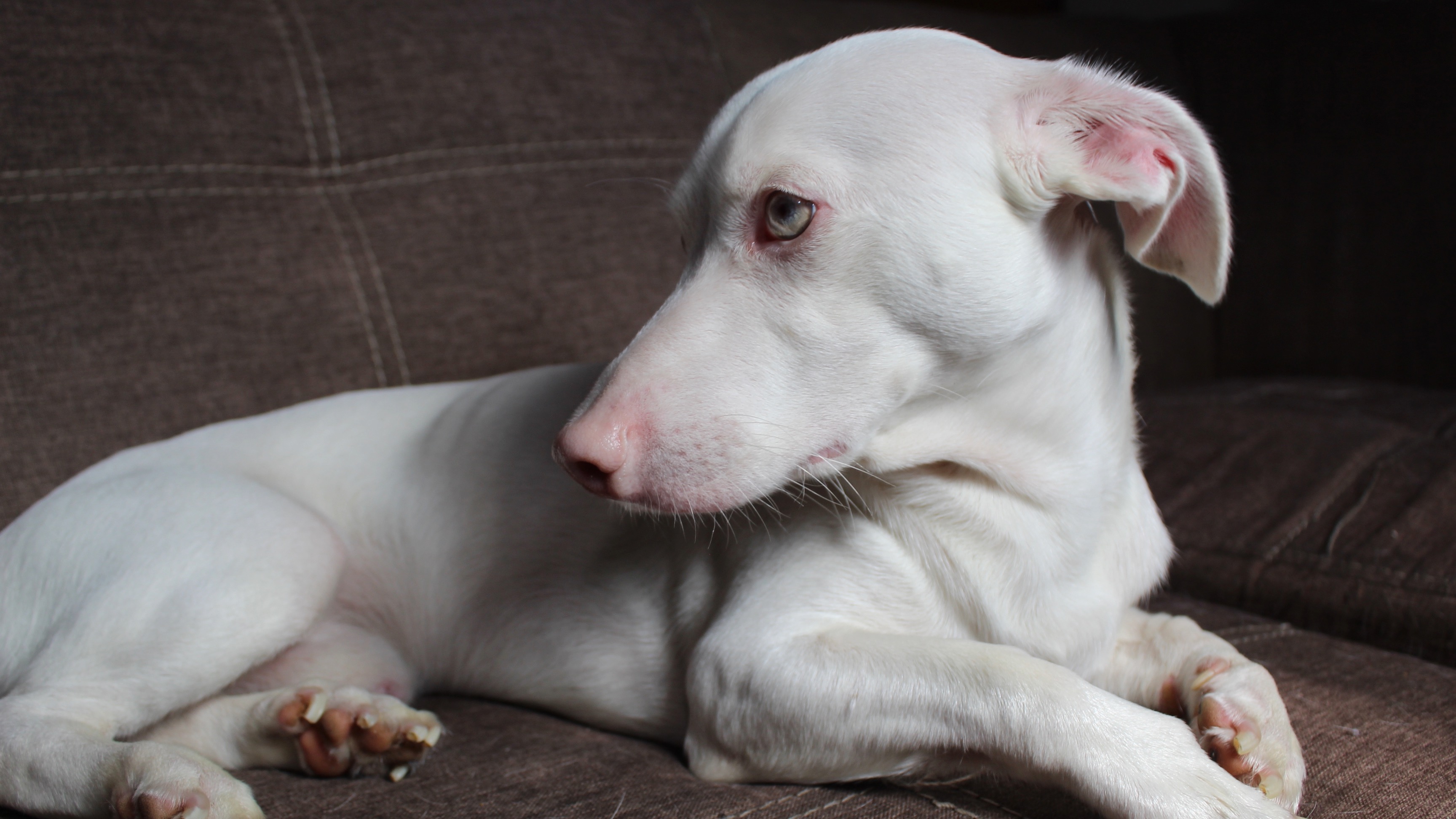 32 Interesting Facts About Albino Dogs 32 Interesting Facts About Albino Dogs