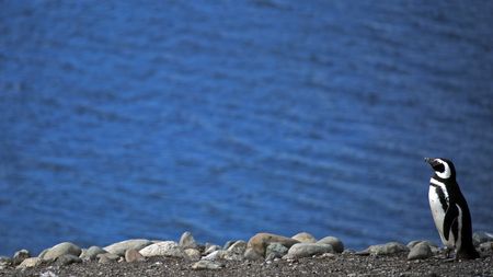 A Magellanic Penguin on the shores of Chile, one of the several penguin species found on South Georgia