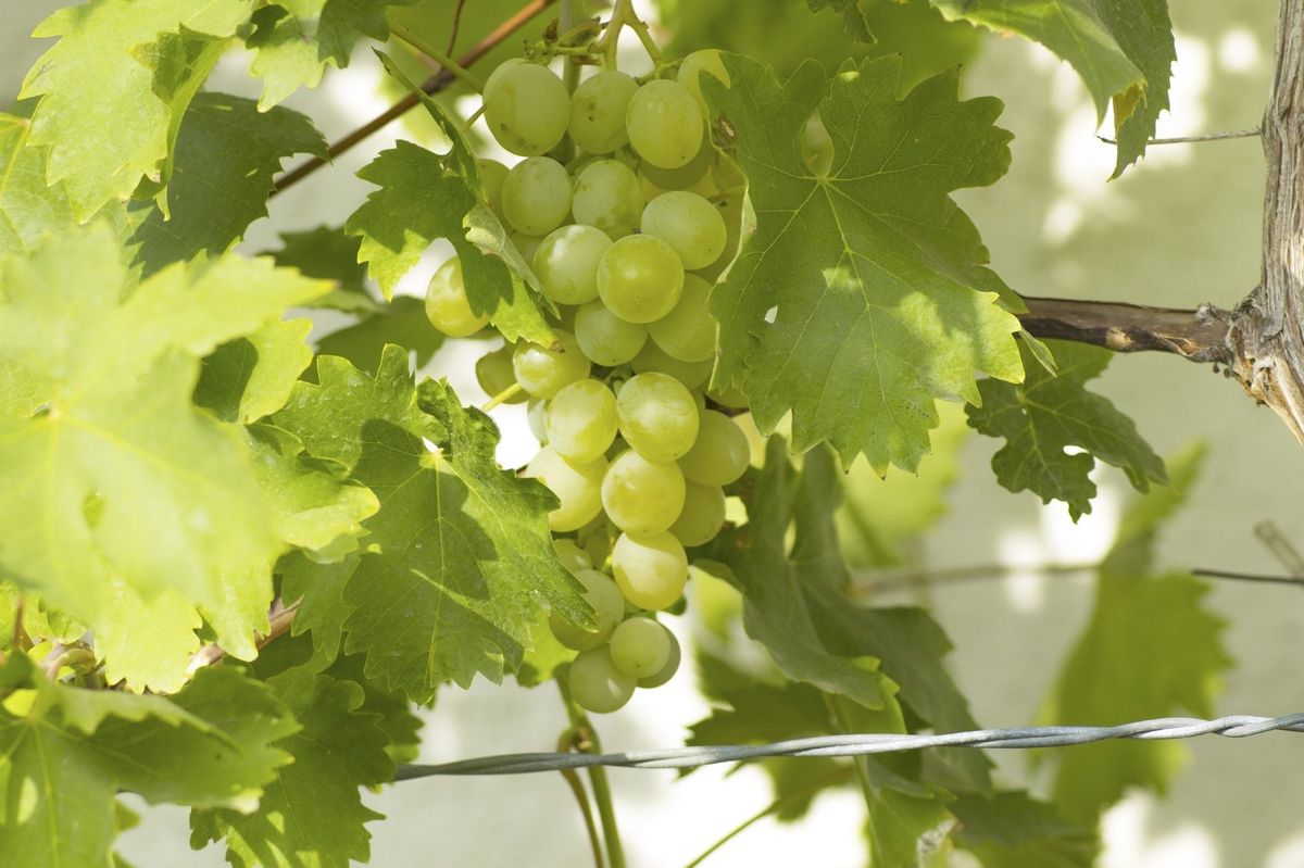 Growing Grapes Planting Grapevines In The Garden Gardening Know How