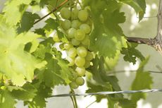 Grapes On A Grapevine