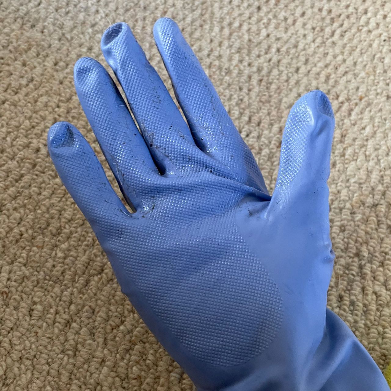 Hand wearing blue Marigold gloves in front of cream carpet