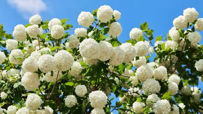 white flowering viburnum in summer sunshine