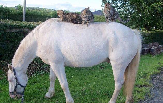 fredtabbycats