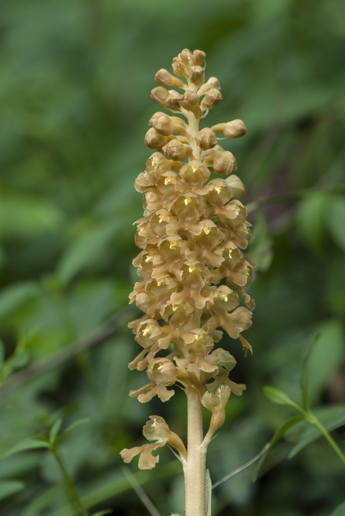 Bird&amp;#39;s Nest Orchid