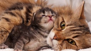 Kitten with mother