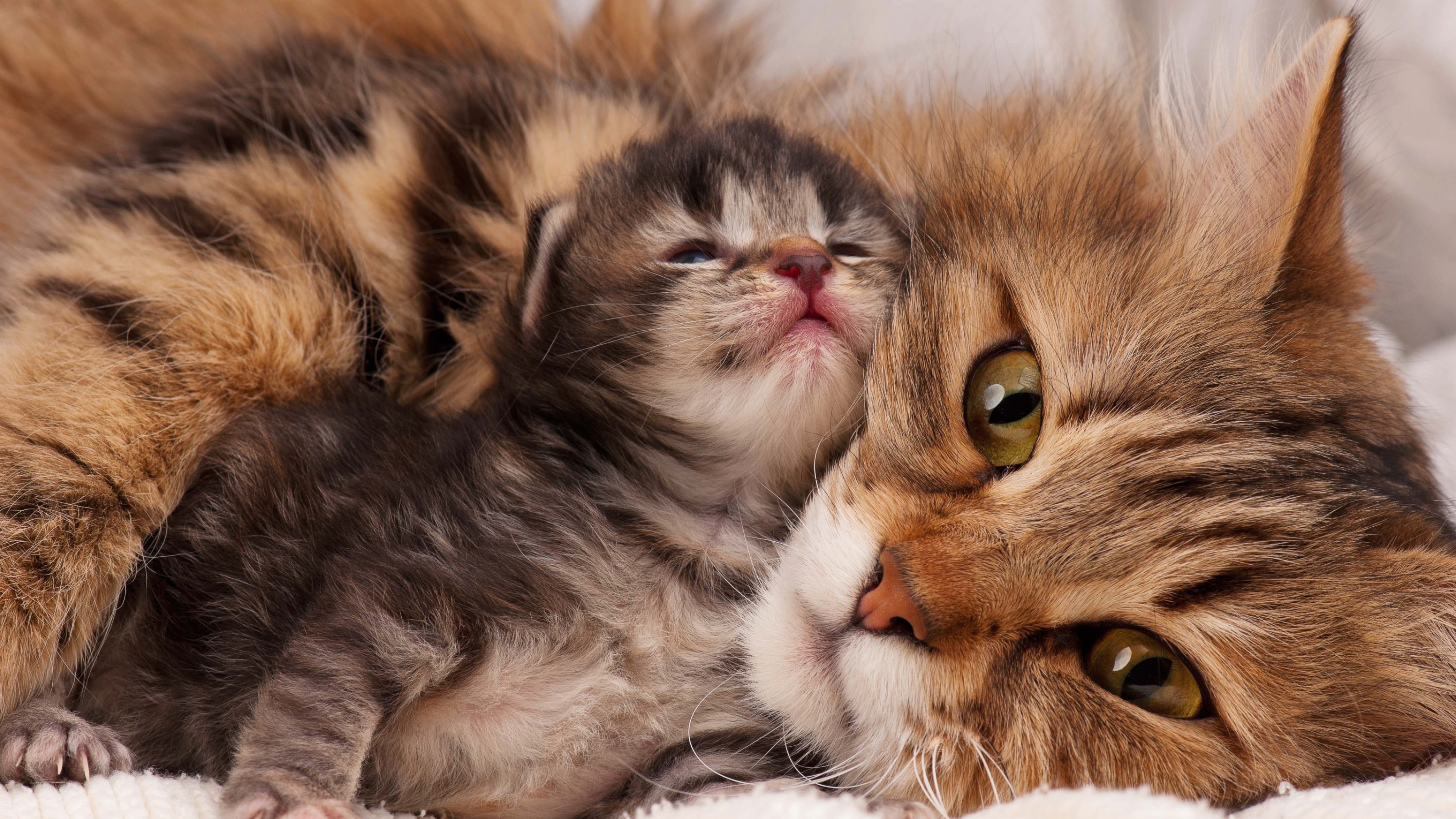 Kitten with mother