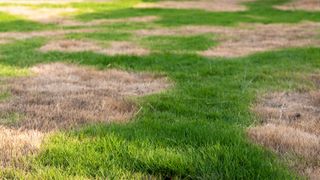 grass with brown spots