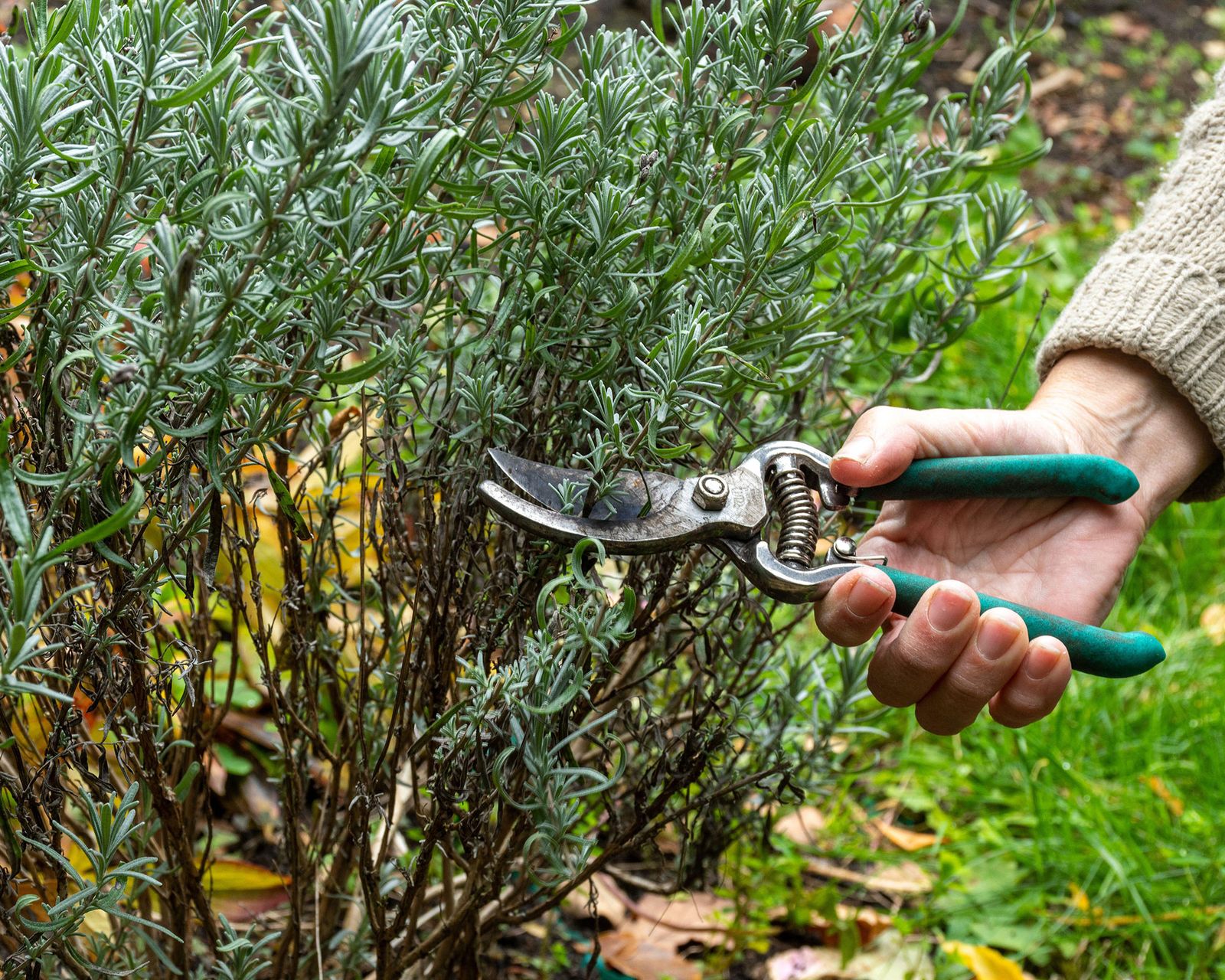 Winterizing Lavender: Expert Ways To Protect Your Plants | Gardeningetc