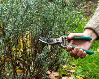 lavender plants being pruned with secateurs