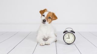Puppy sitting next to alarm clock