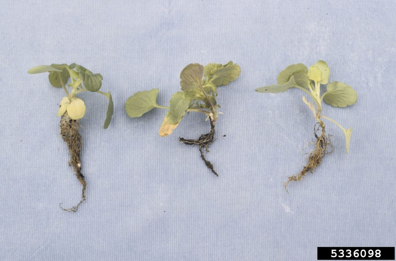 Three Rooted Pansy Seedlings