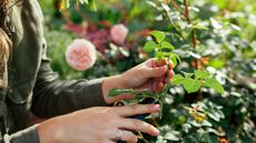 Gardener taking cuttings from roses for propagating plants
