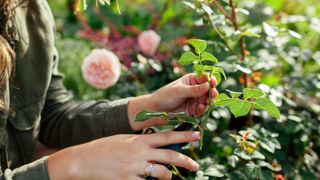 Gardener holding rose stem cutting in garden