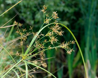How to get rid of nutsedge