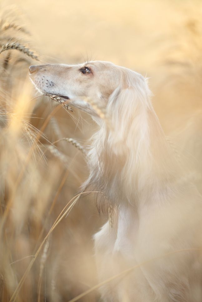 &lsquo;Dog Portrait&rsquo; category winner: Anastasia Vetkovskaya, Russia