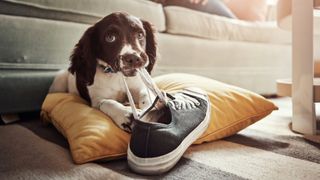 Spaniel chewing on shoelace