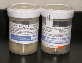 MAGGOTS set to make a comeback in medicine