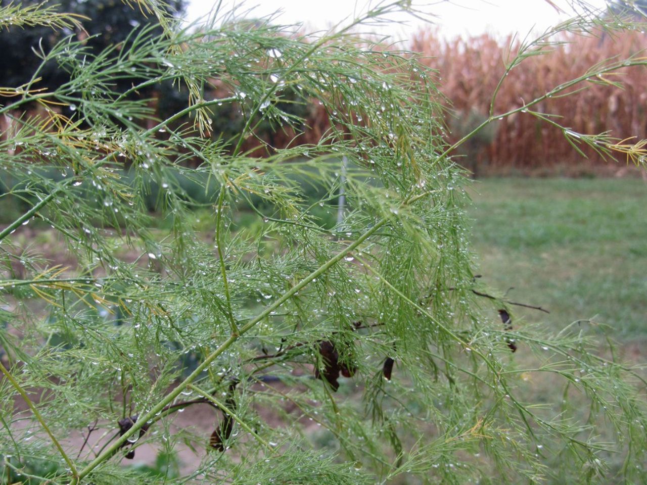 Water Droplets On Asparagus Foliage