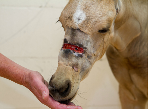 World Horse Welfare's Field Officer Nick White and Star - press