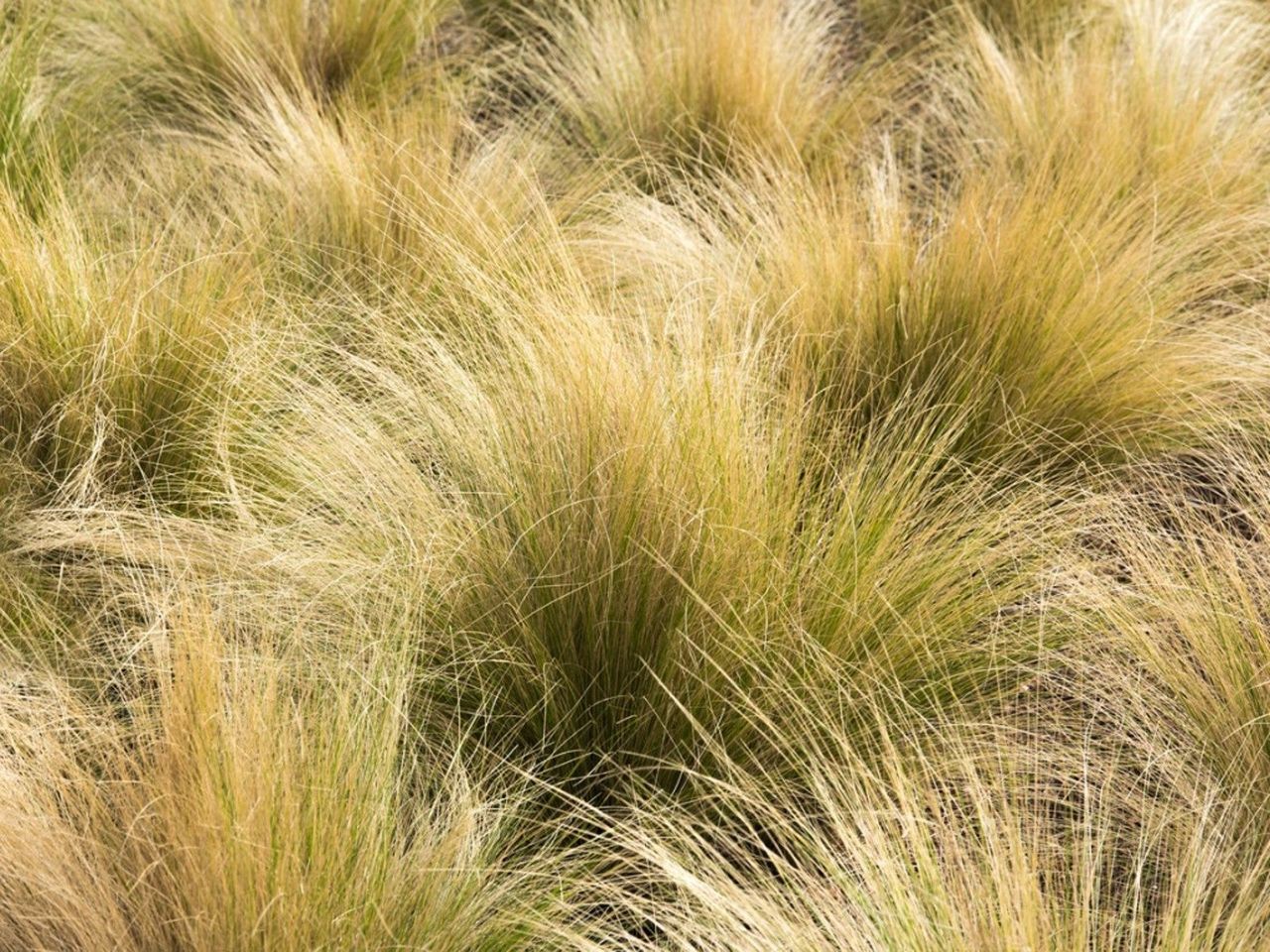 Several clumps of Mexican feather grass growing in the sunlight