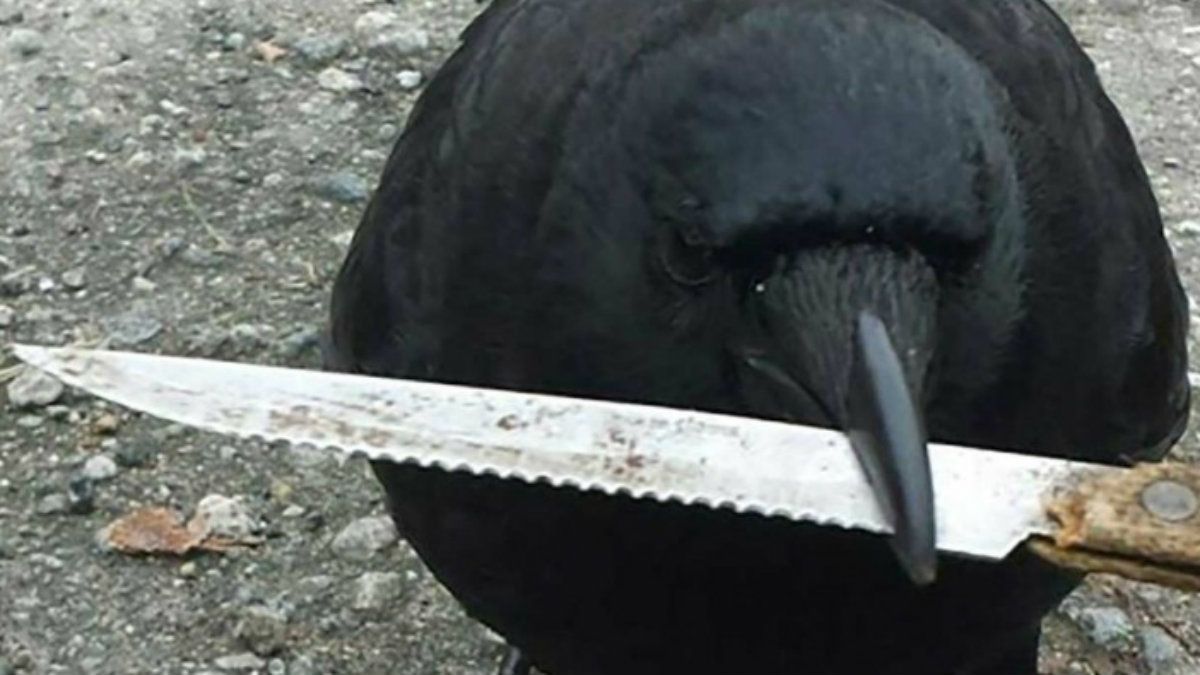 Crow steals knife from scene of violent crime | The Week