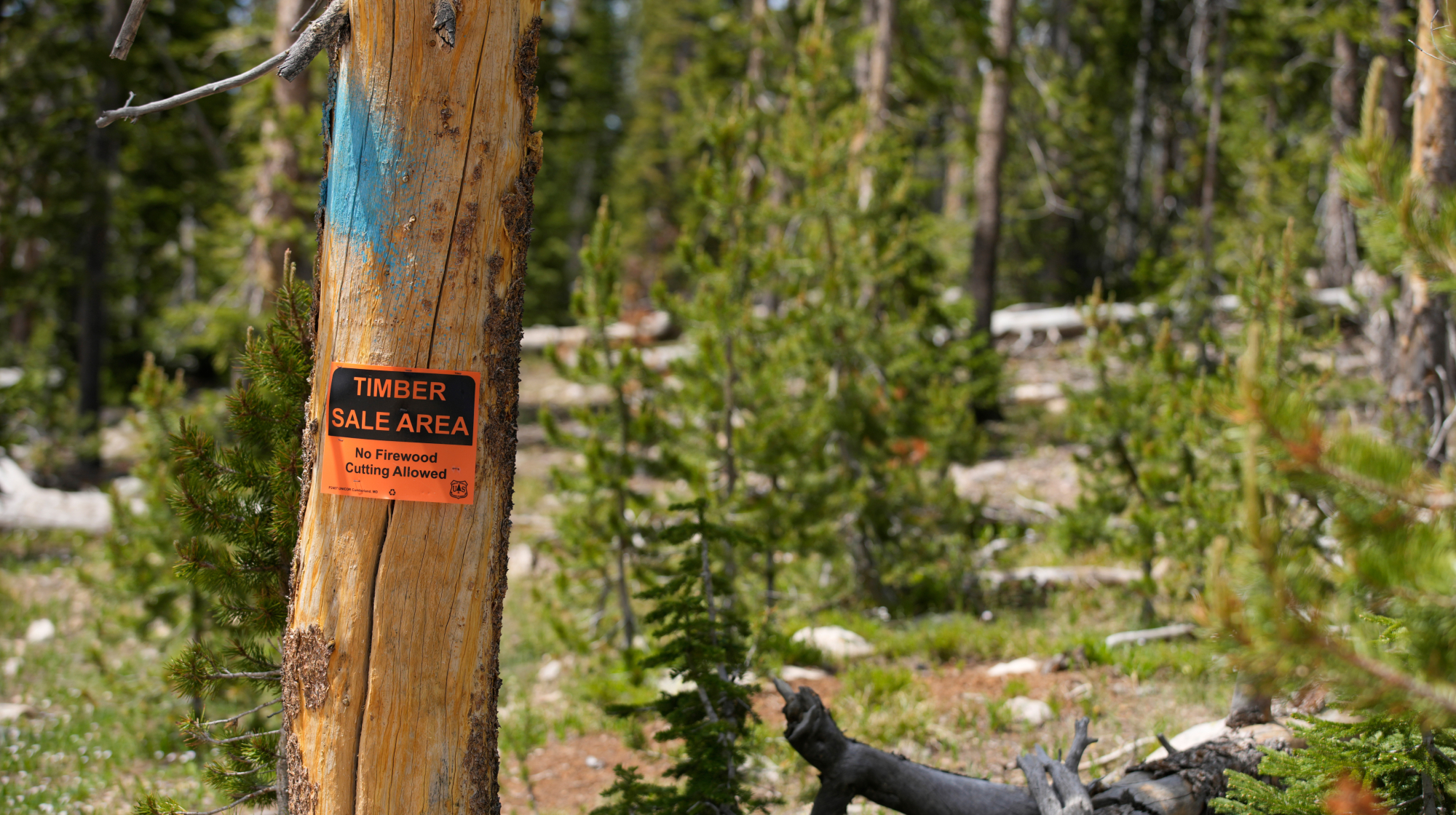 A sign indicates a timber sale area in the Uinta-Wasatch-Cache National Forest outside Kamas, Utah, US, on Tuesday, June 24, 2025. Senator Mike Lee plans to forge ahead with a proposal to sell off as much as 3 million acres of public lands in the GOP tax-and-spending bill, after the Senate parliamentarian said the provision's current language violates reconciliation rules and cannot be included. 