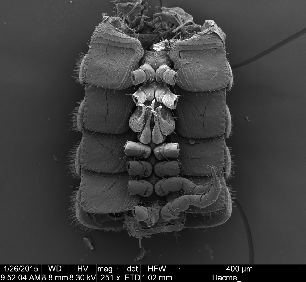 brand new millipede